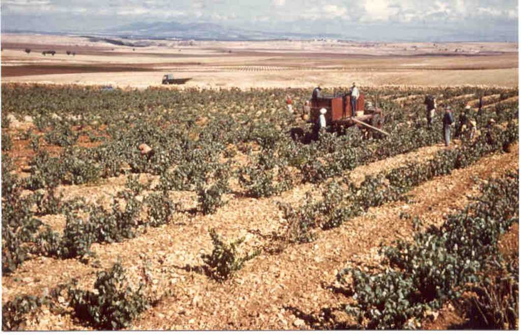 TABIA 1961 MELKINE SUR MT TRESSALA AU FOND.JPG